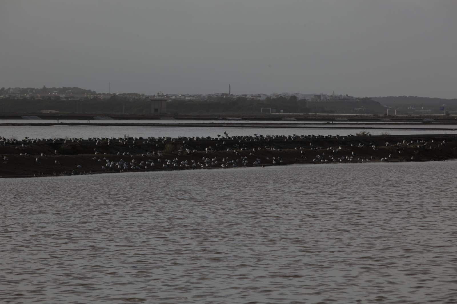 HU_Huelva_Marismas del Odiel_10