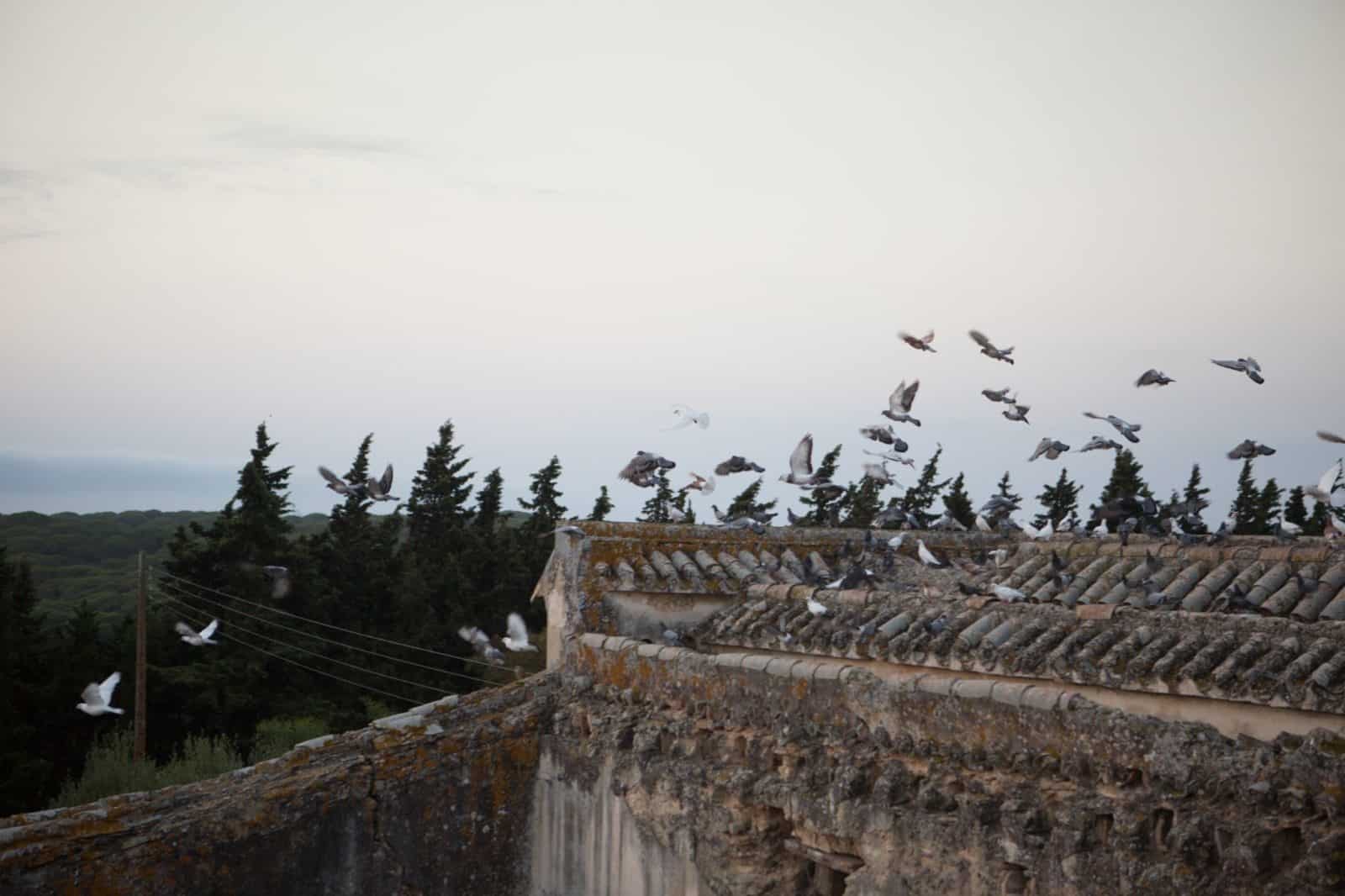 CA_Barbate_Hotel_Palomar_Brena (5 de 12)