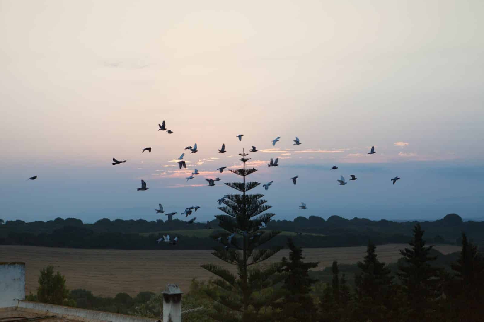 CA_Barbate_Hotel_Palomar_Brena (6 de 12)