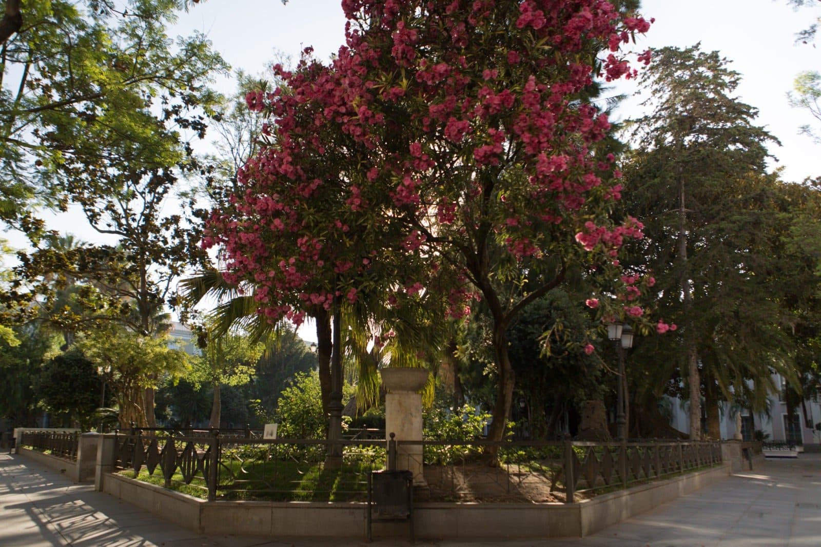 CA_Cadiz_Plaza_de_Mina (1 de 1)