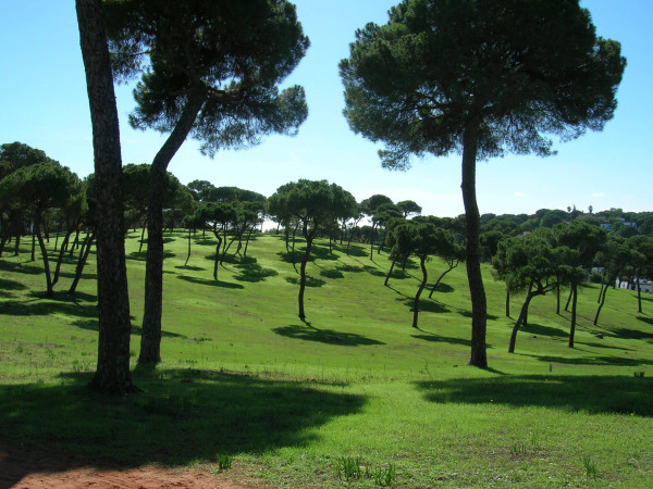 Pinares de Oromana