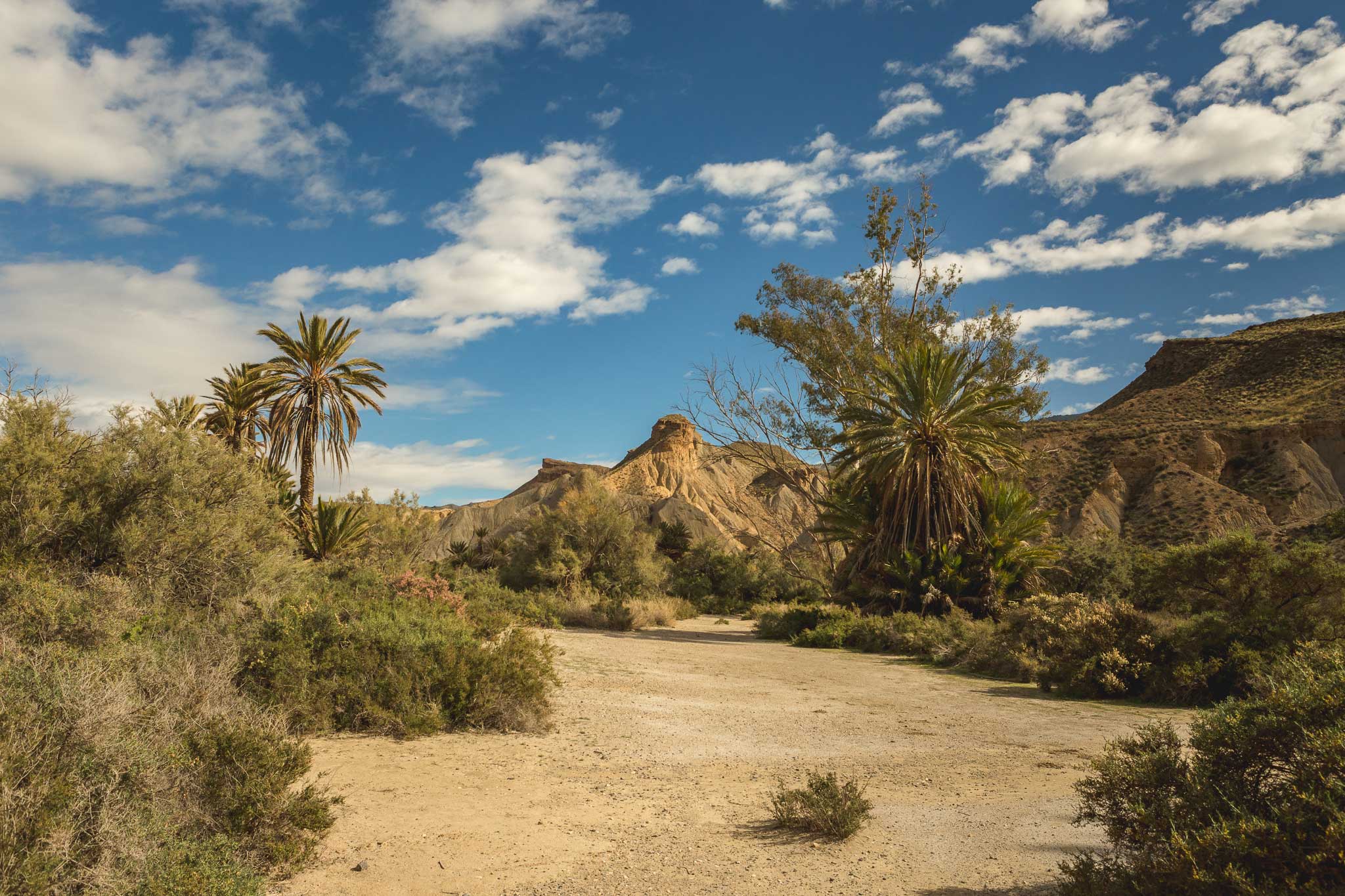 AL_Oasis_Lawrence_de_Arabia_2