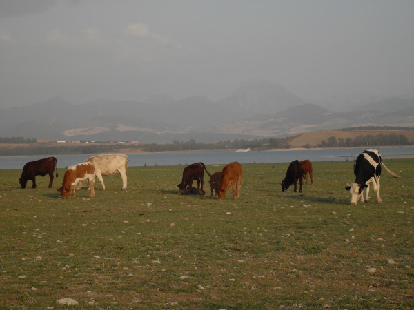 Orillas del embalse de Bornos