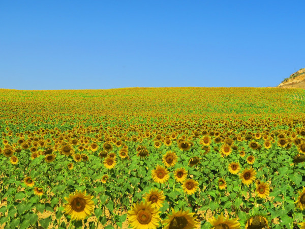 Girasoles