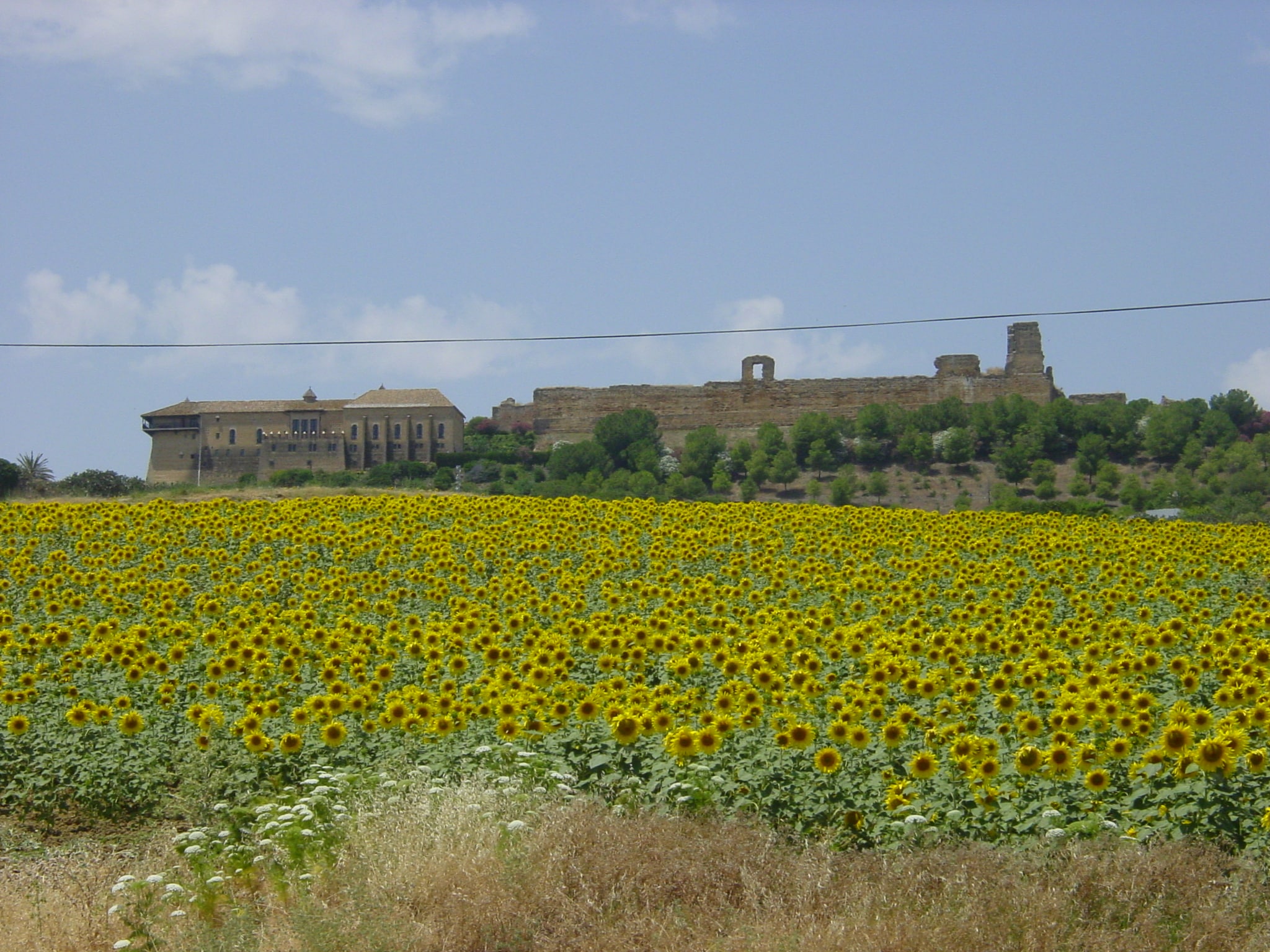 GIRASOLES (21)