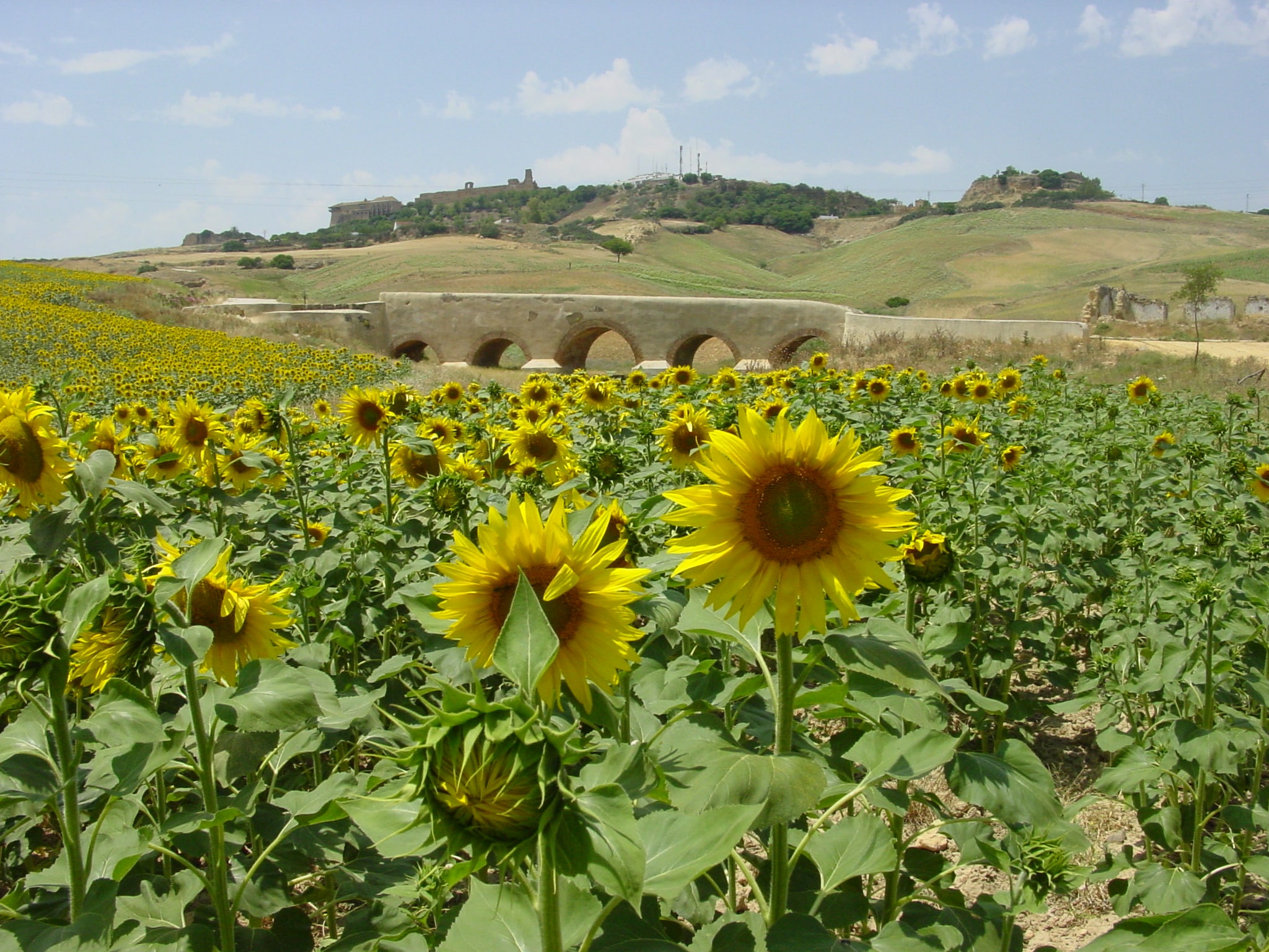 GIRASOLES (33)