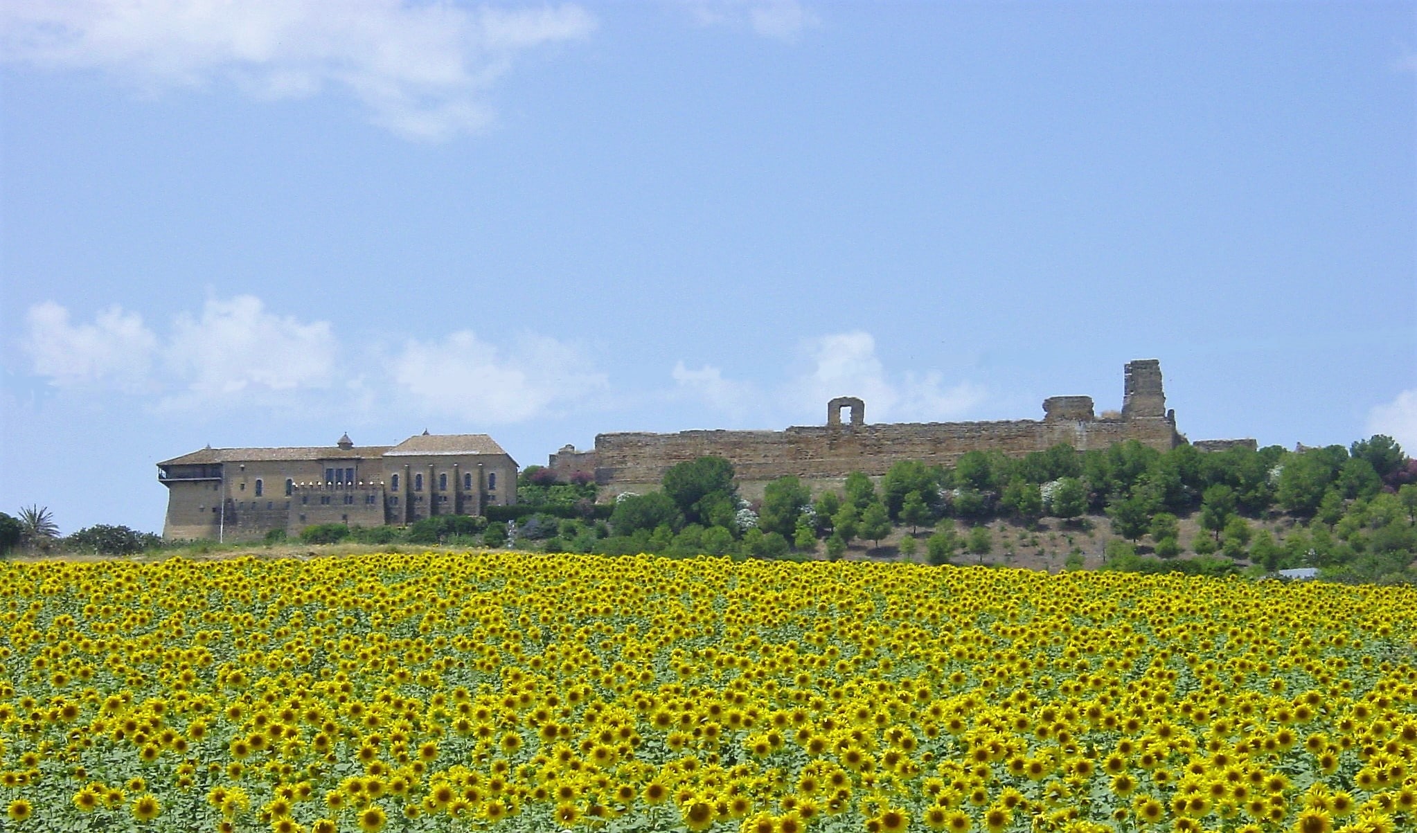GIRASOLES PARADOR (2)