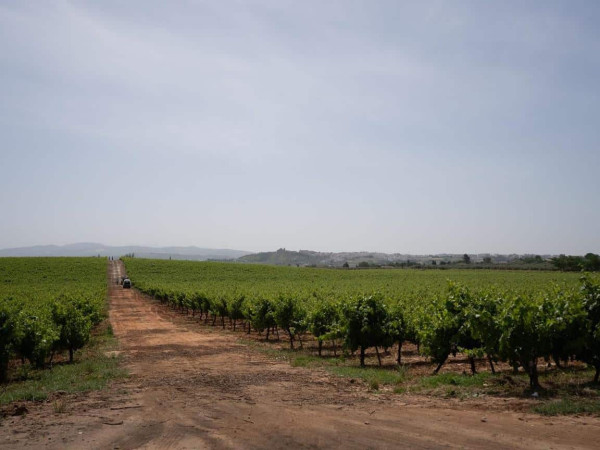 Viñedos Montillanos