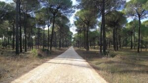 00002PINARES HINOJOS