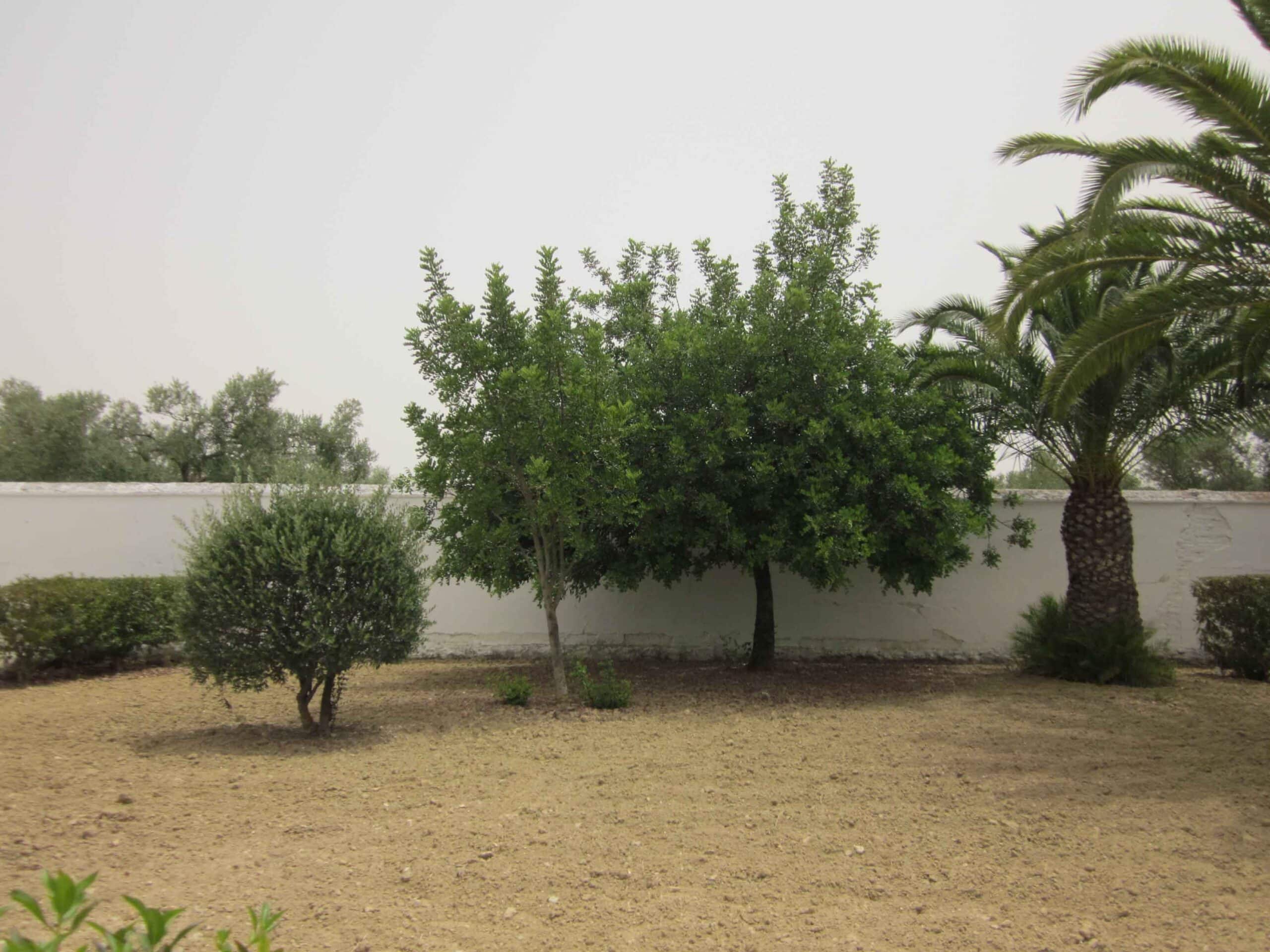 00011CEMENTERIO BONARES