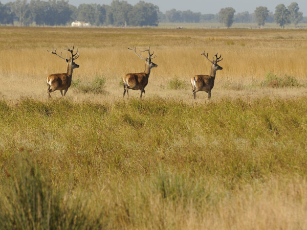 Doñana