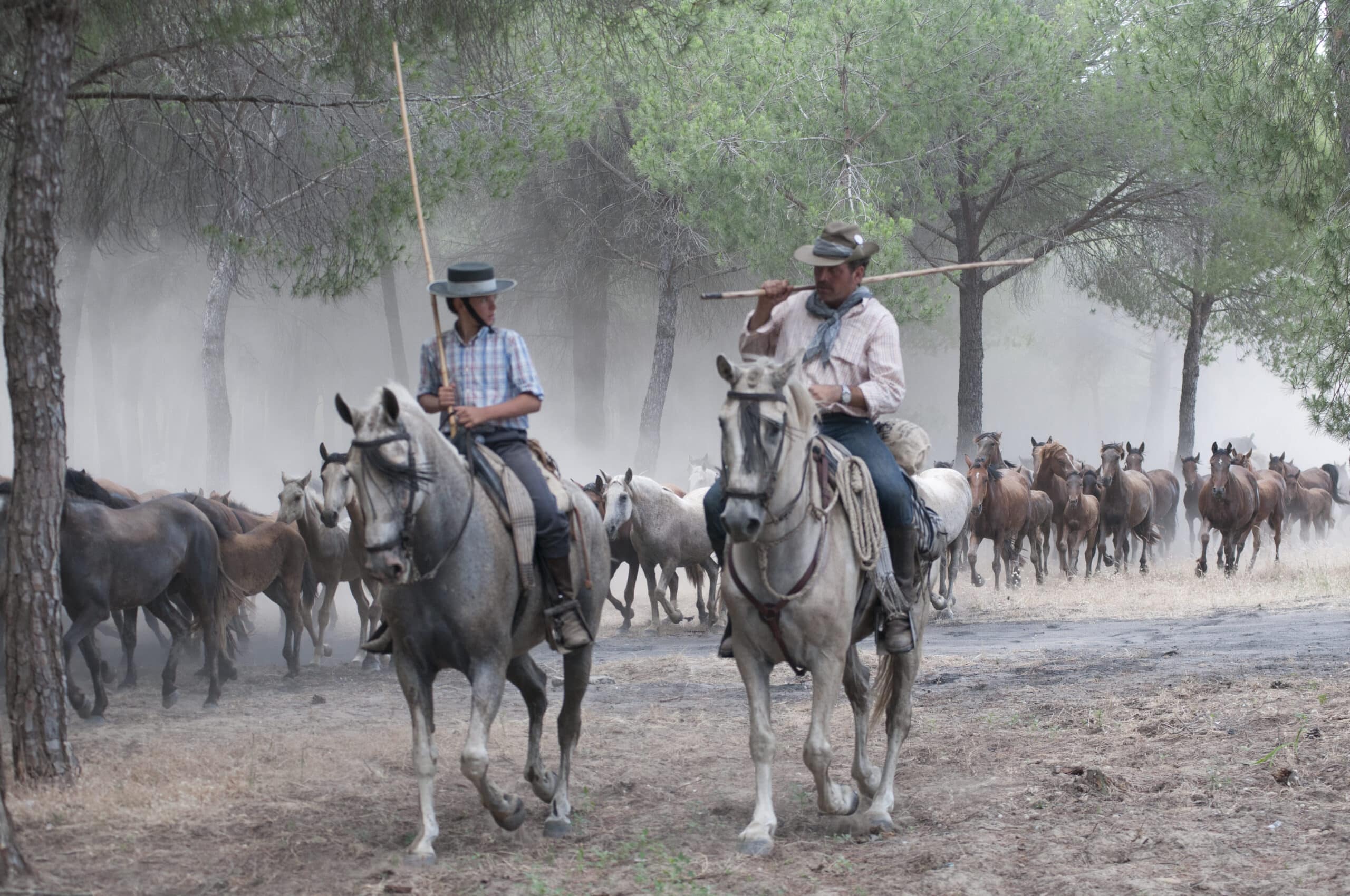 Saca de Yeguas en los pinares