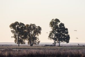 doniana infinita eucaliptos