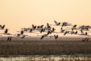 levantada flamencos DONANA