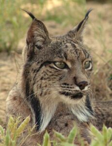 lince