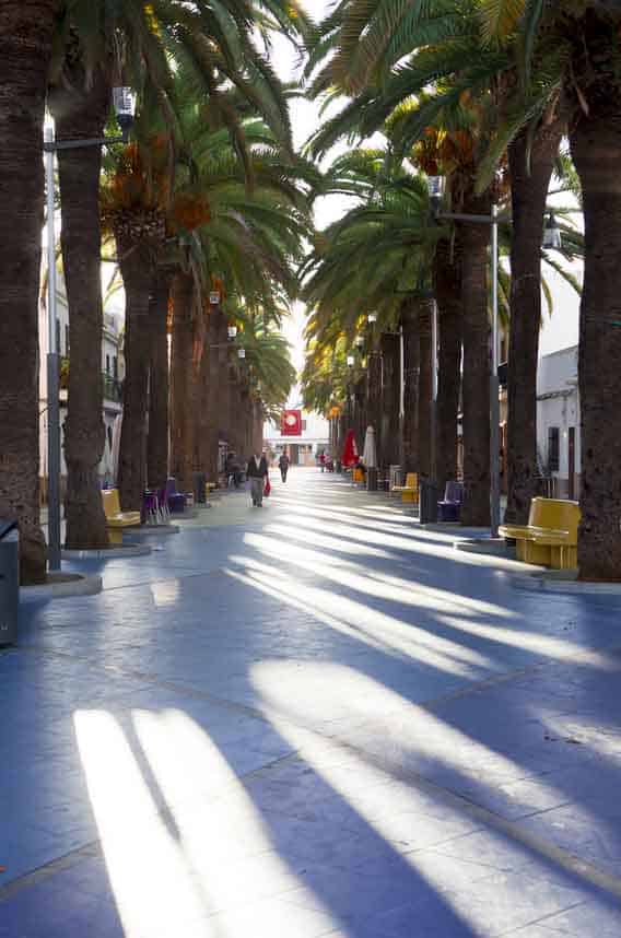 Paseo de las Palmeras 2