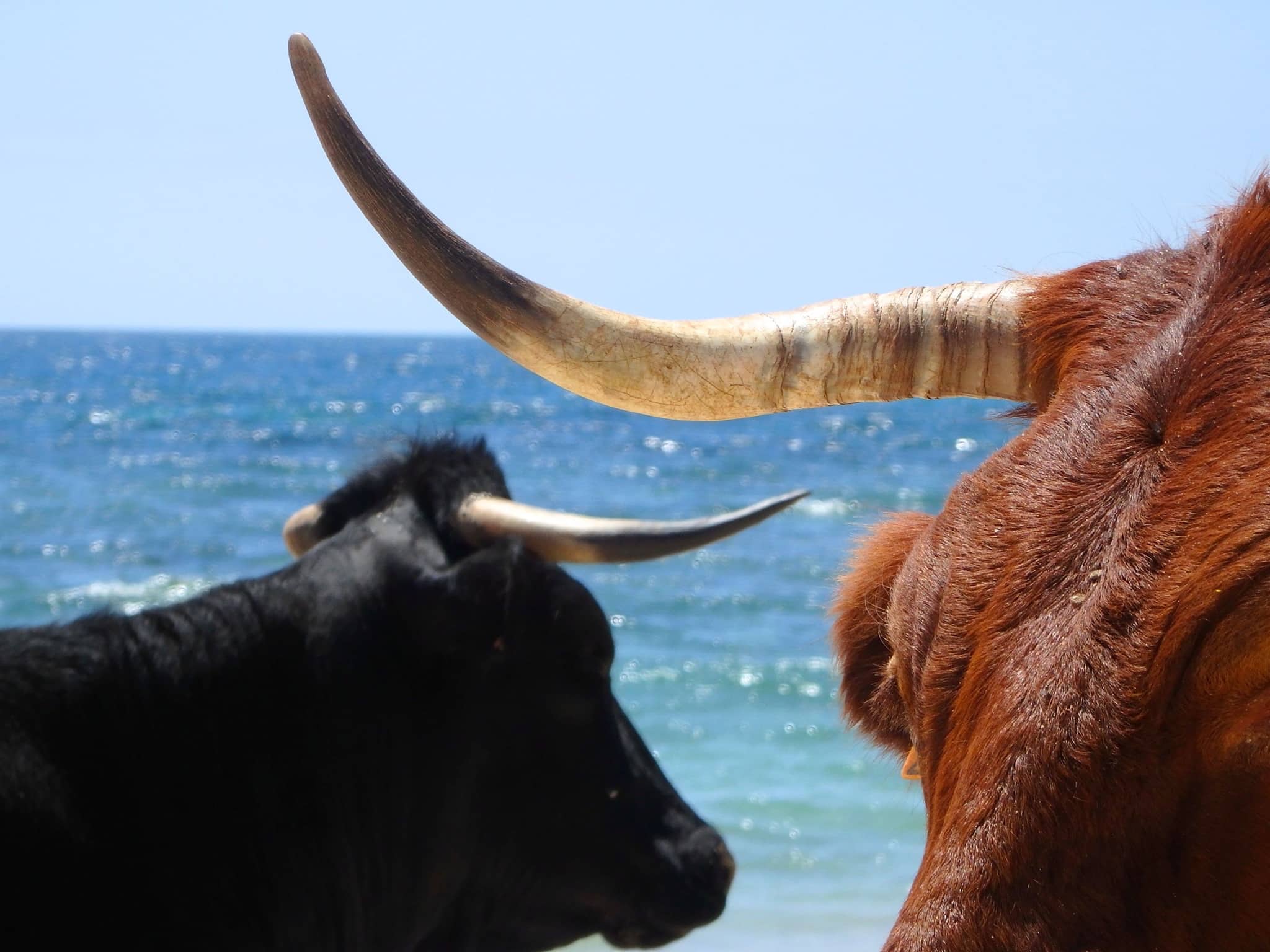 BOLONIA CABEZAS DE VACAS