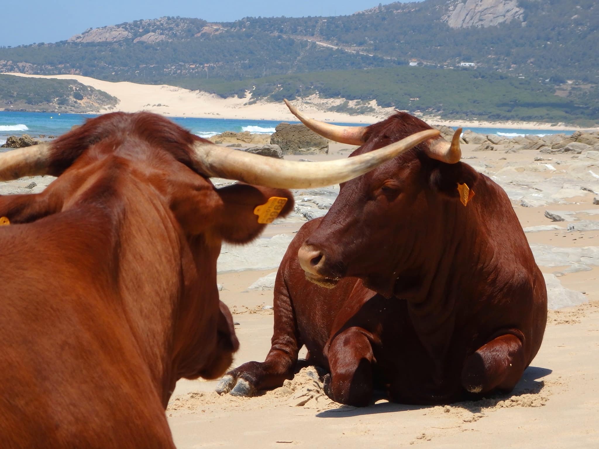 BOLONIA VACAS ACOSTADAS LENTISCAL