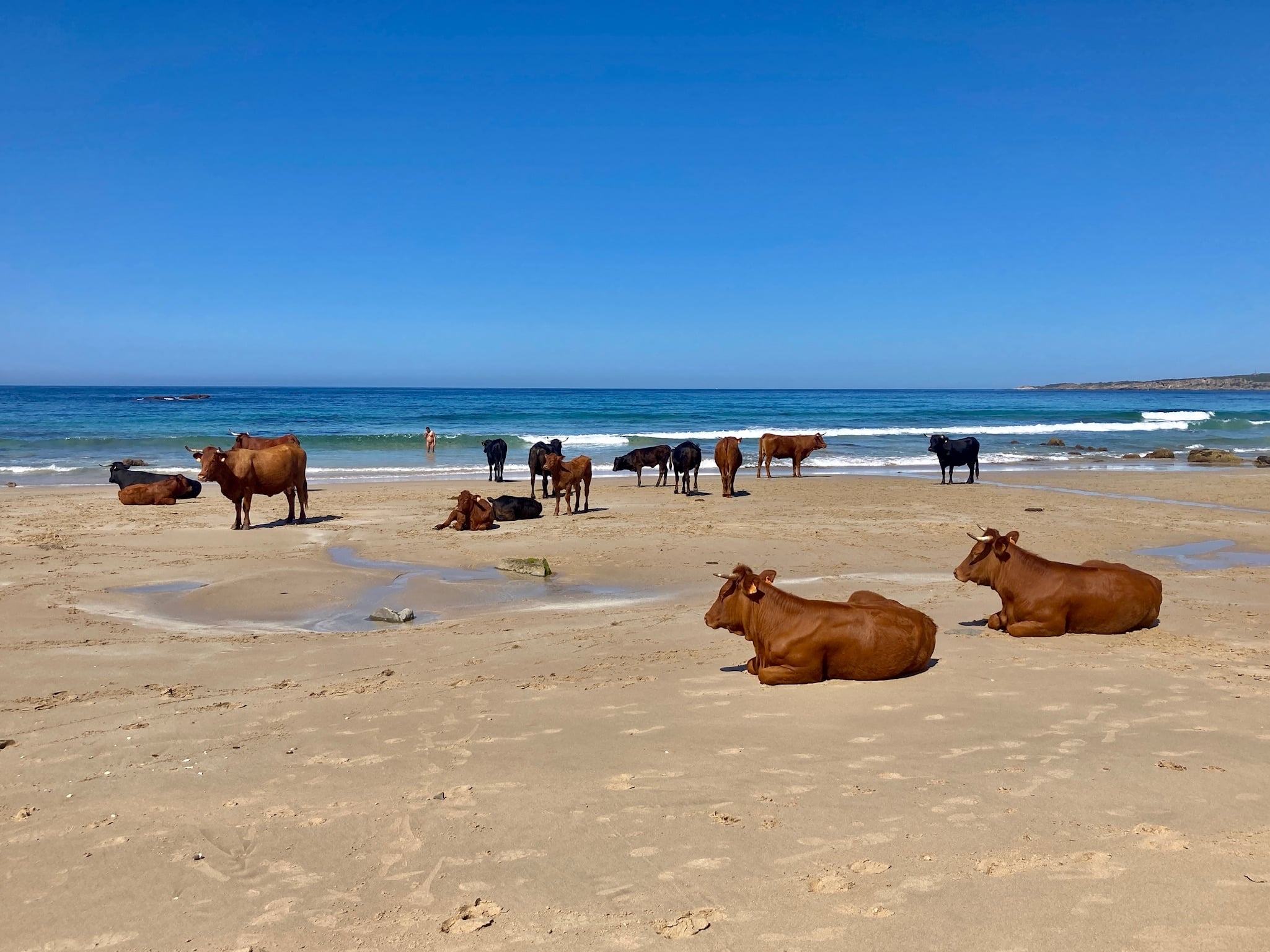BOLONIA VACAS Y BANISTA DESNUDO