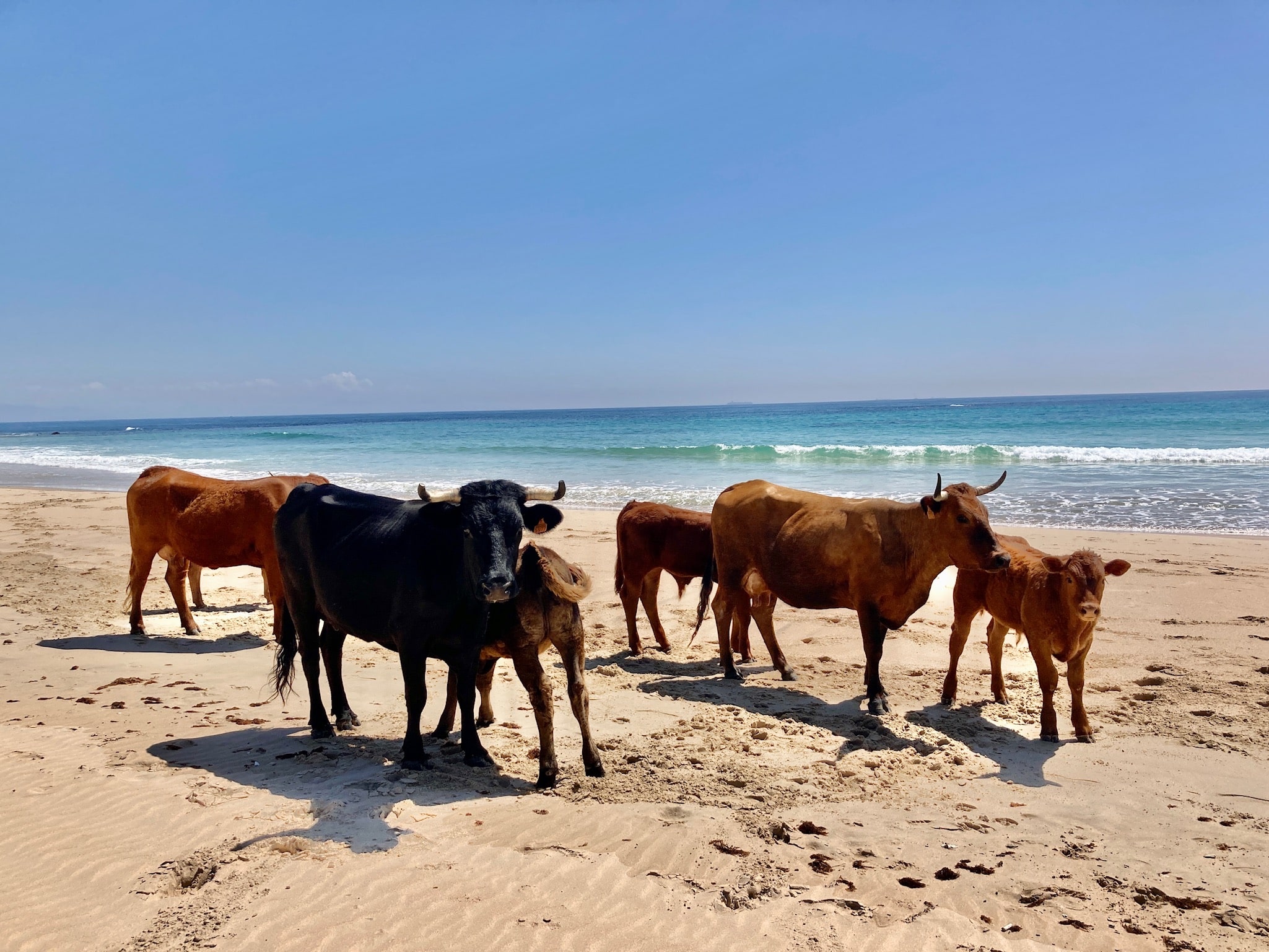 BOLONIA VACAS Y PLAYA