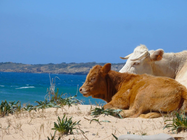 VACAS EN LA PLAYA