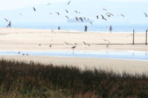 playa de los Lances (1) (1)