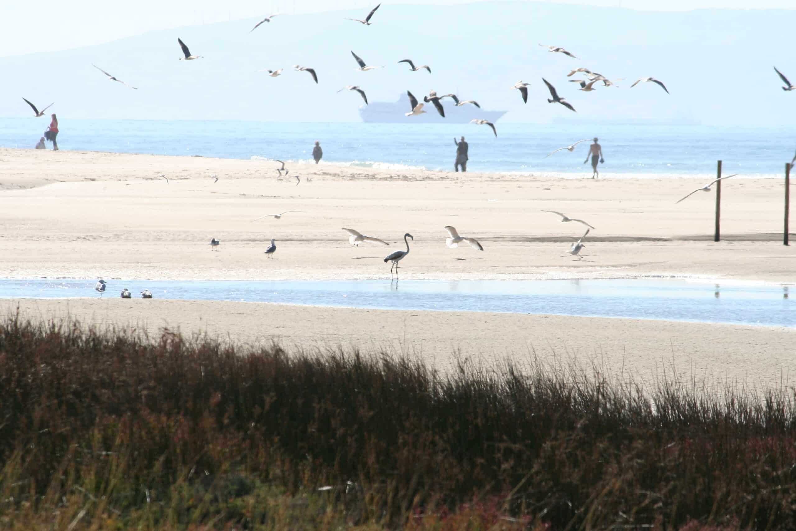 playa de los Lances (1) (1)