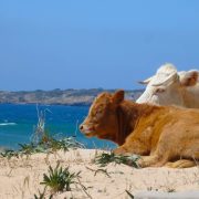 PLAYA BOLONIA Y VACAS