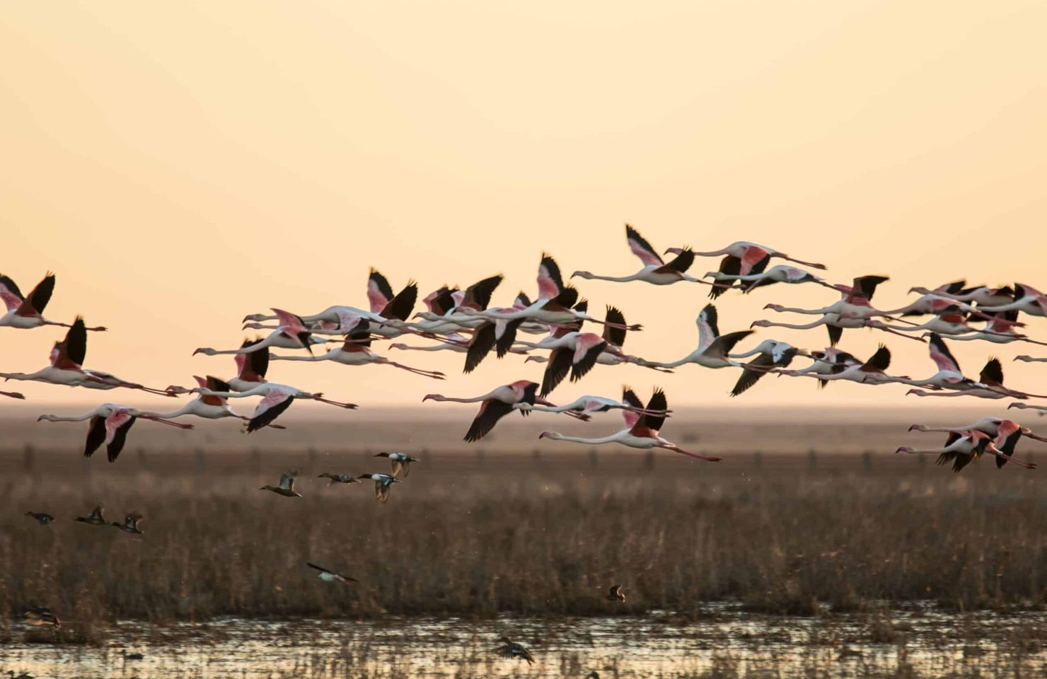 levantada flamencos DONANA